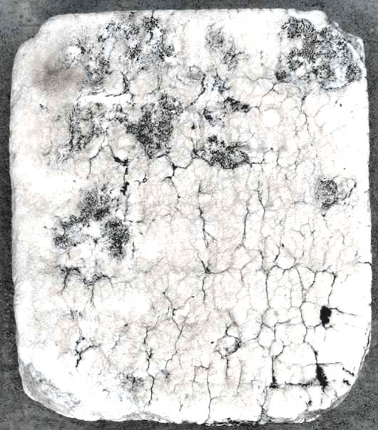 Mary Louisa Fetter